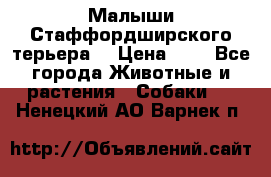 Малыши Стаффордширского терьера  › Цена ­ 1 - Все города Животные и растения » Собаки   . Ненецкий АО,Варнек п.